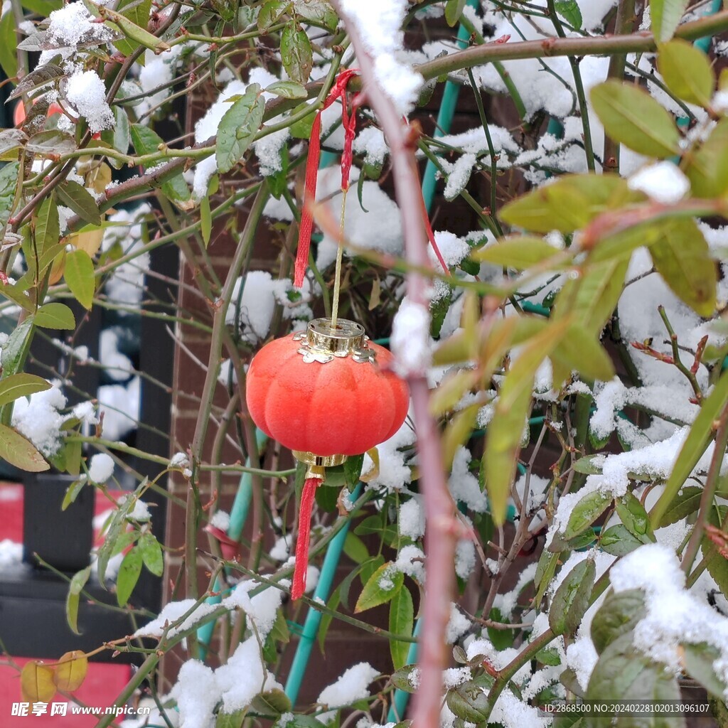 树与雪景和红灯笼