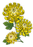 手绘花卉