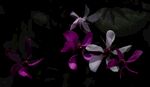 藏红花