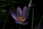 藏红花