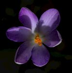 藏红花