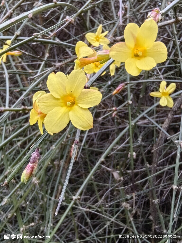 迎春花开