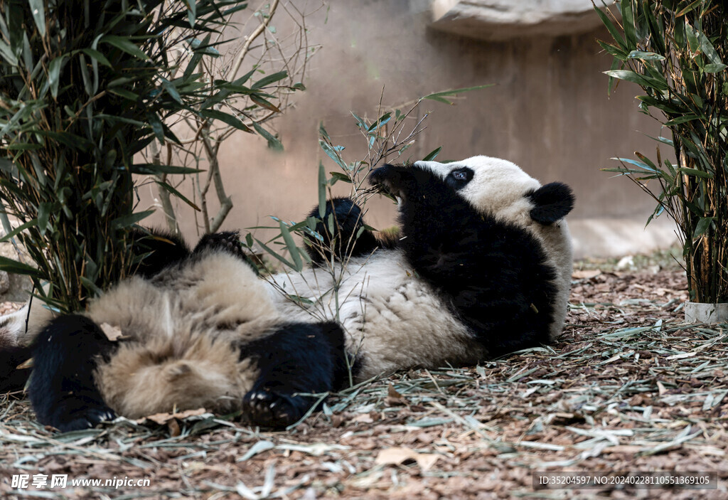 顽皮的大熊猫