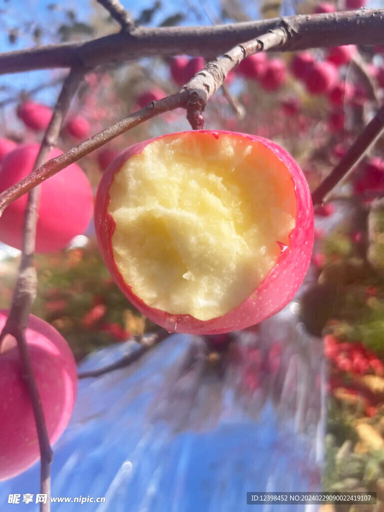 苹果