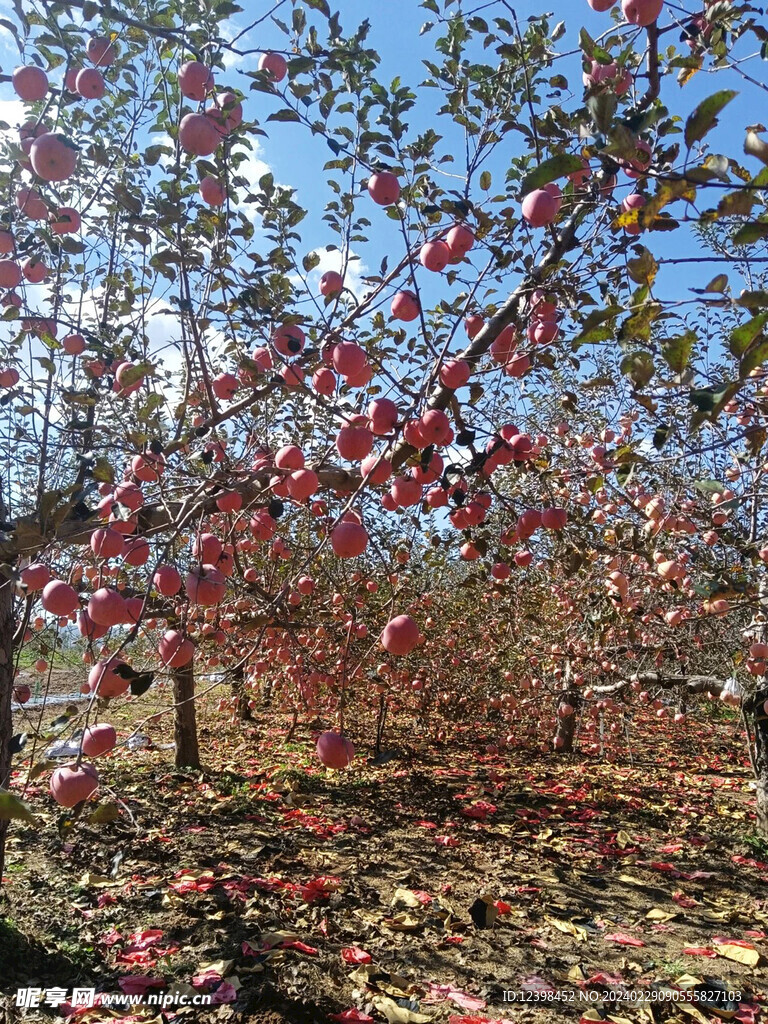 苹果