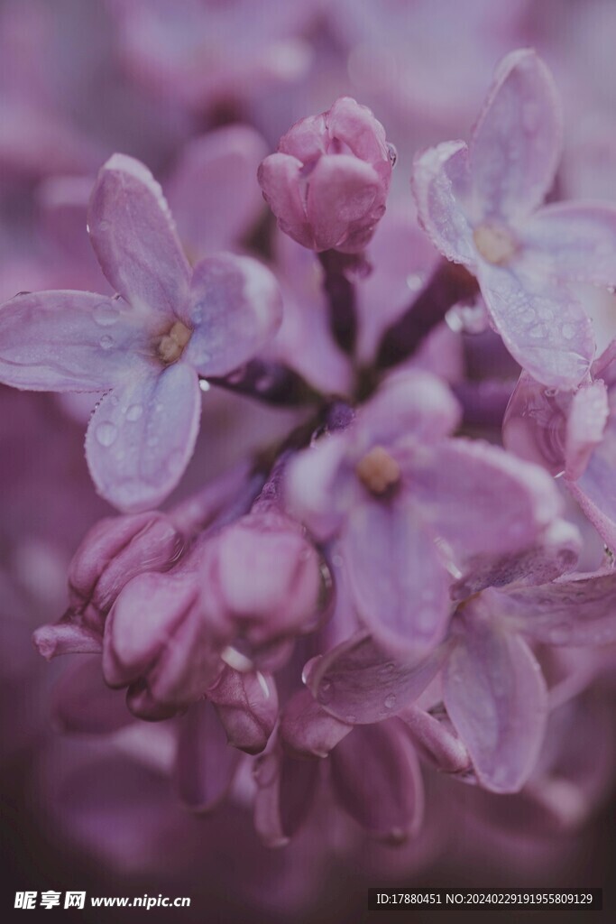 芫花