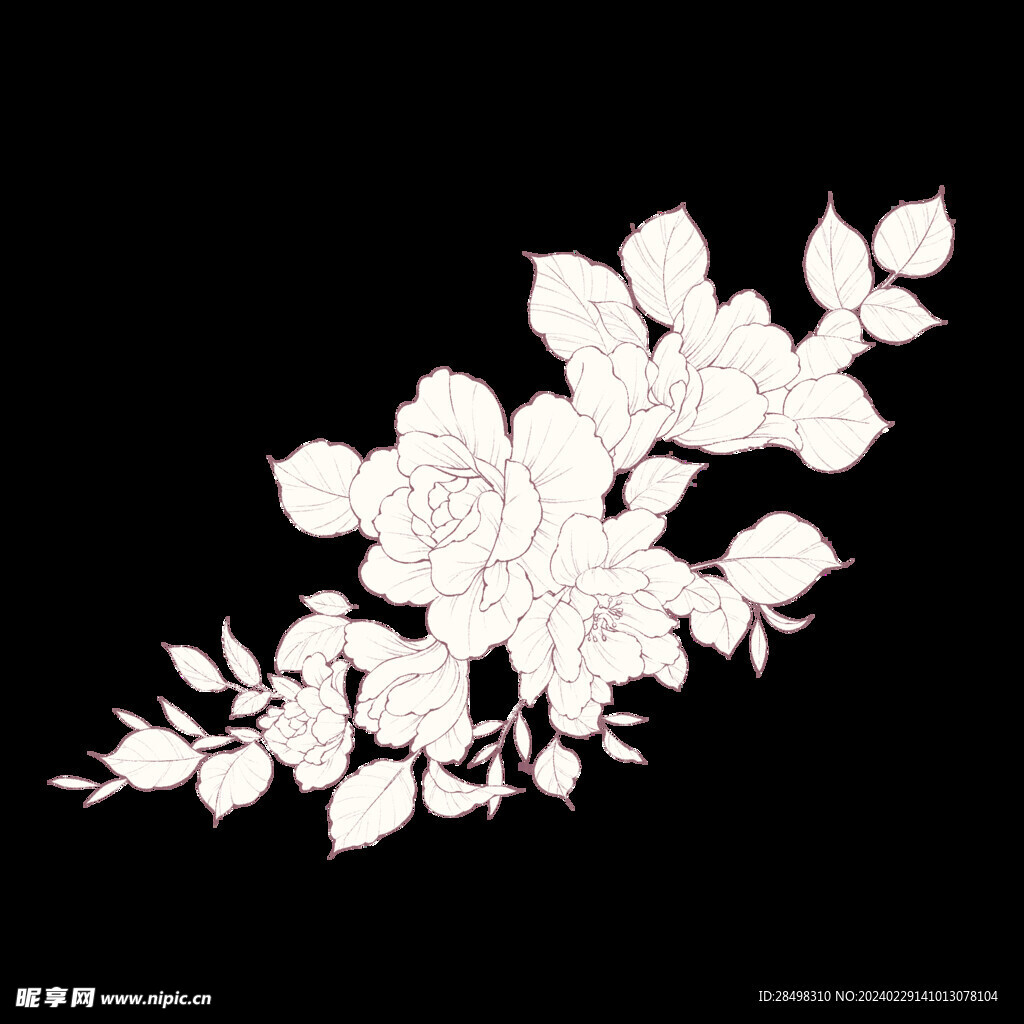 黑白线条花卉手绘植物花草手绘花