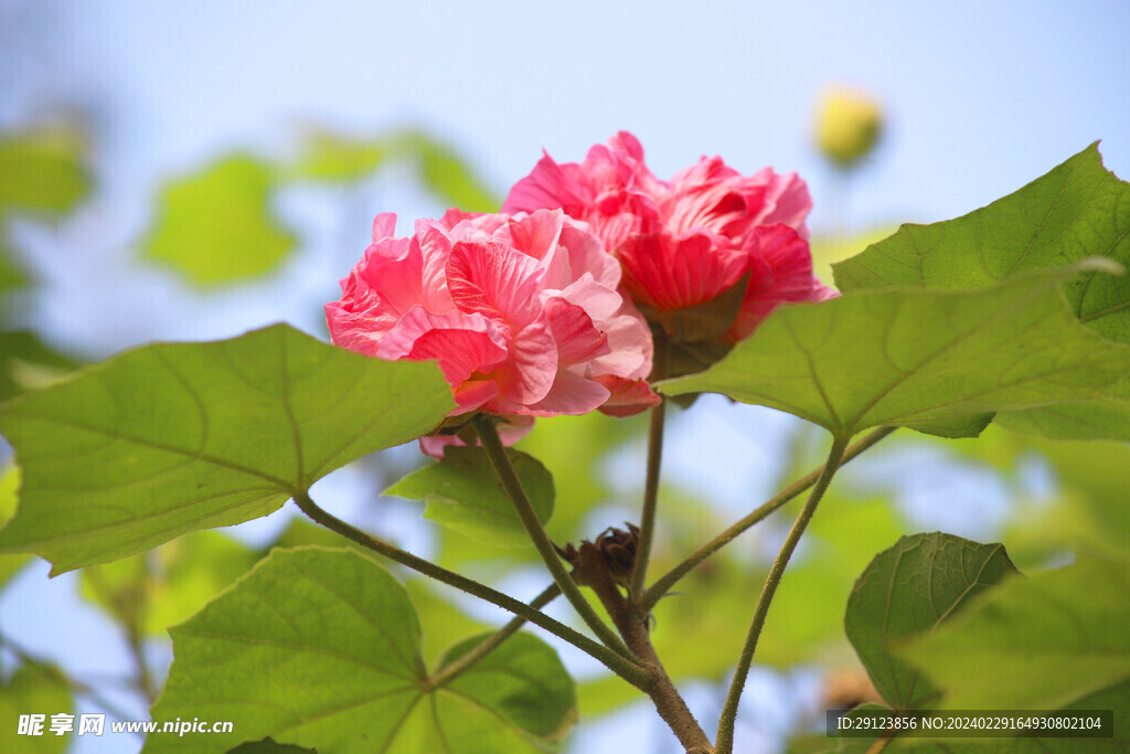 芙蓉