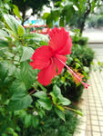 扶桑花