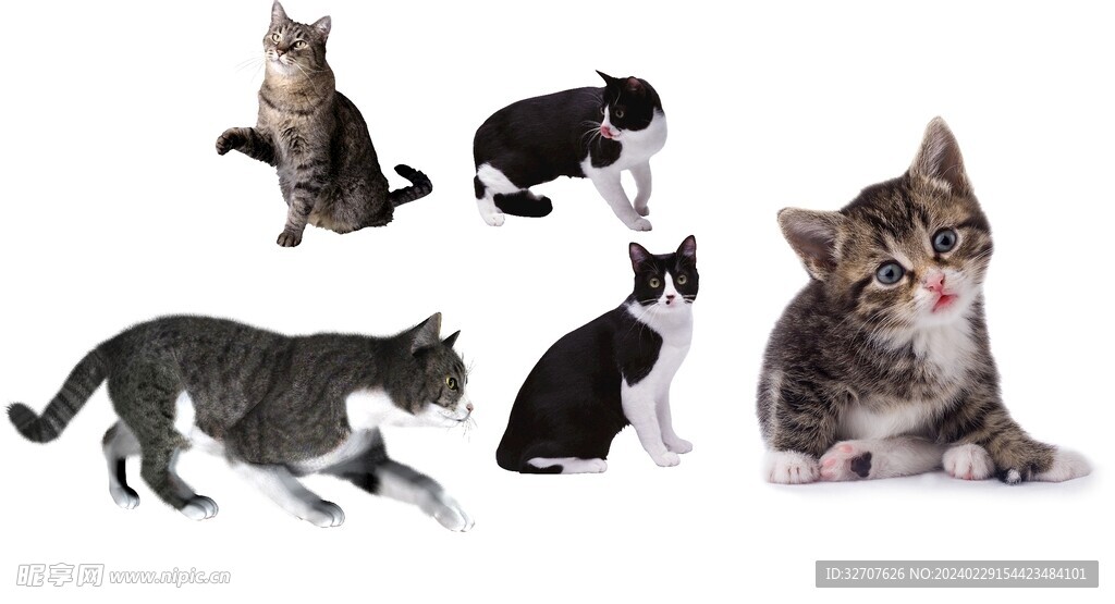 猫