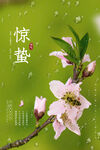 惊蛰
