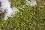 地衣苔藓
