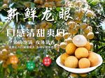 龙眼