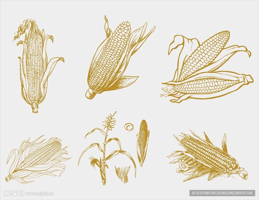 玉米手绘风格插画