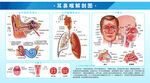 180×100cm耳鼻喉解剖图