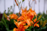百合花