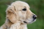 金毛猎犬