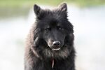 宠物犬