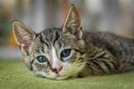 宠物猫