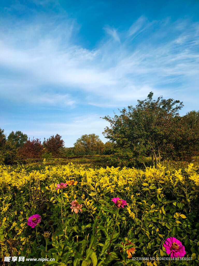 花圃