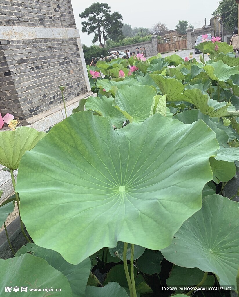 荷花叶