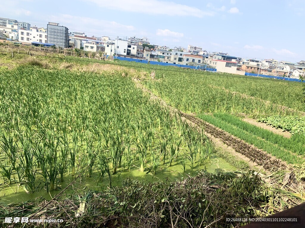 农村田地