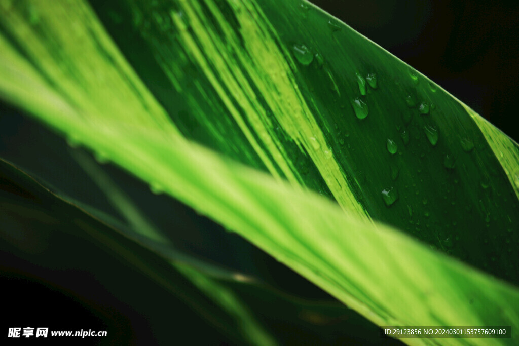 雨后