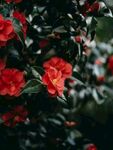 茶花