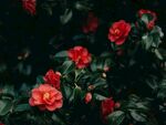 茶花