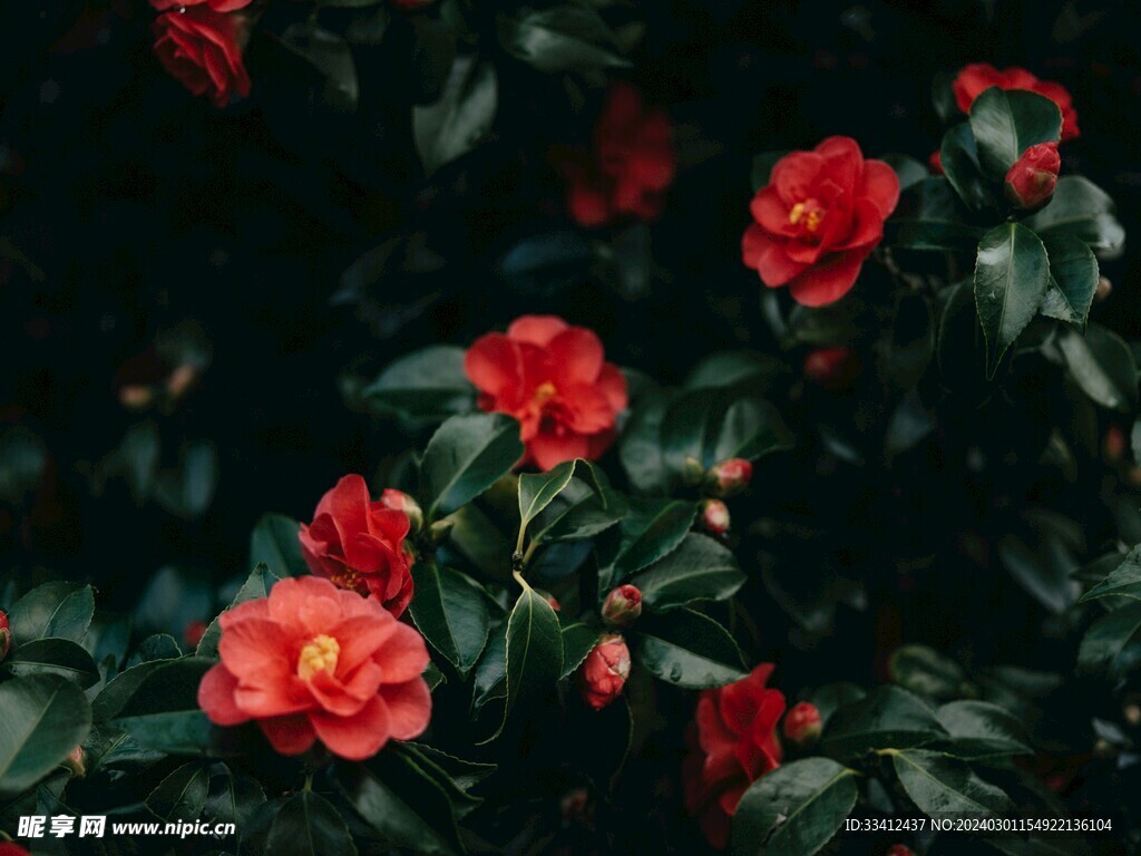 茶花