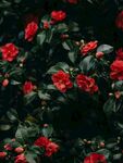 茶花