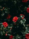 茶花