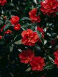 茶花