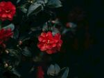 茶花