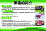 黑猪肉