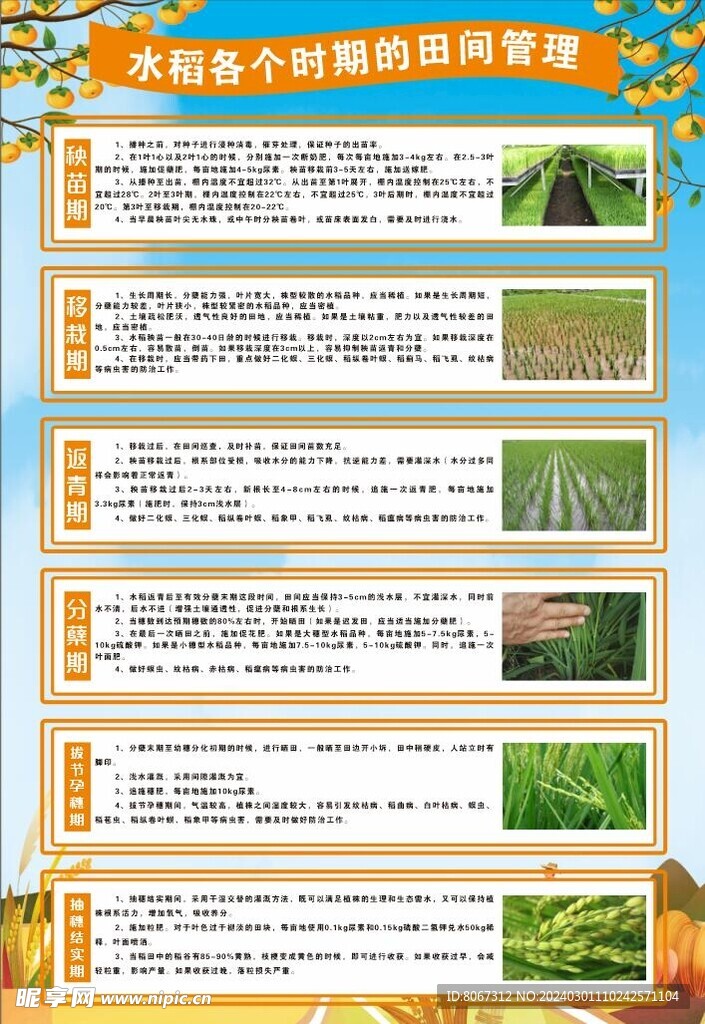 水稻种植管理技术