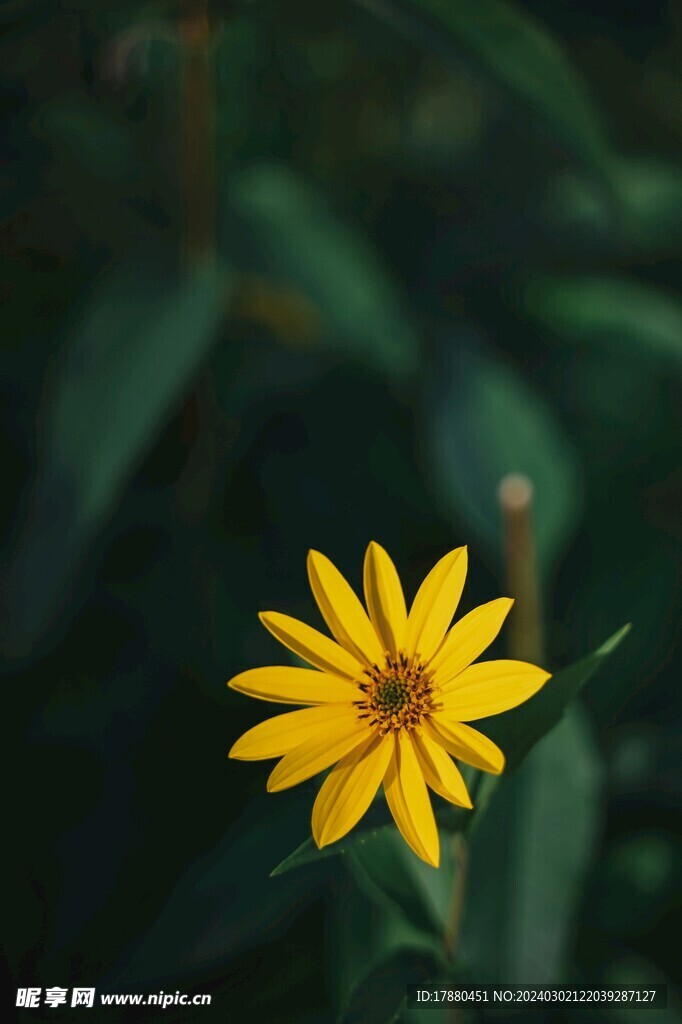 菊芋