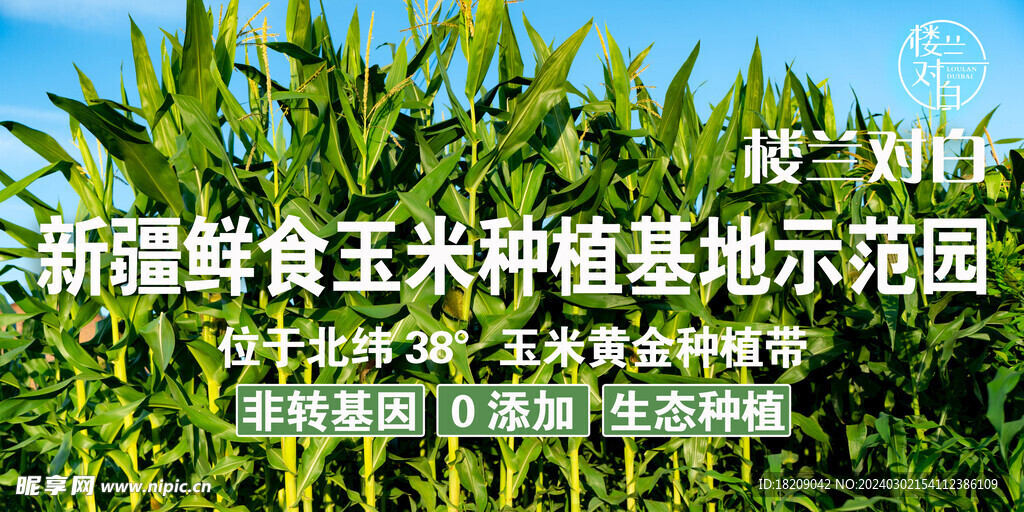 玉米种植基地