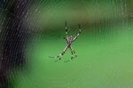 蜘蛛