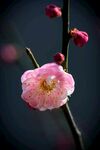 春天的花朵