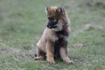 宠物犬