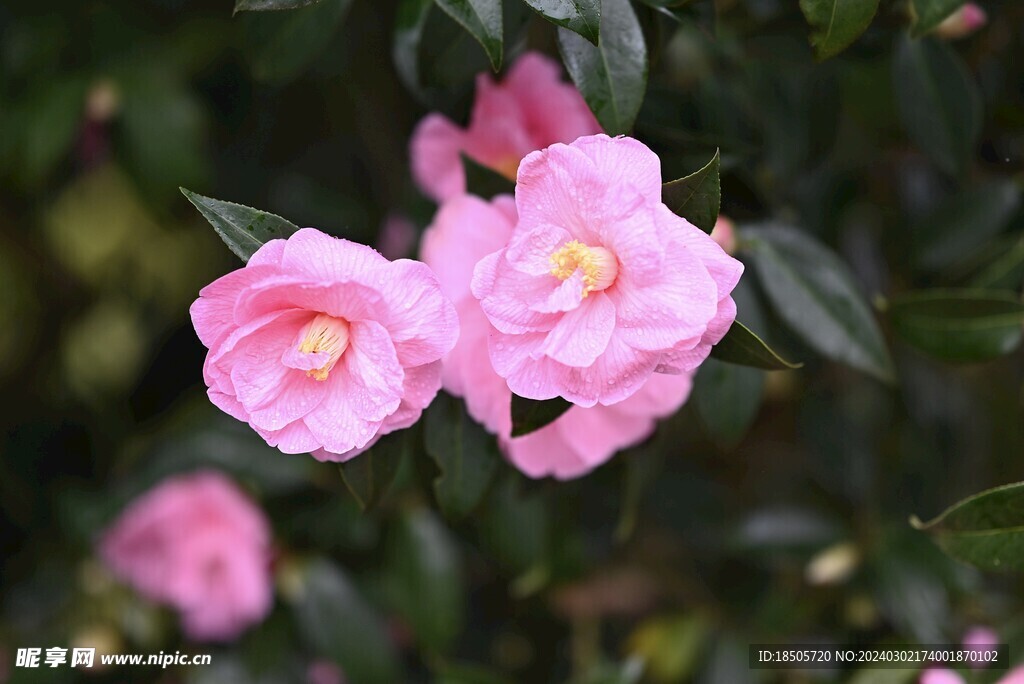 茶花图片