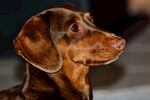 腊肠犬
