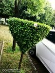 造型树