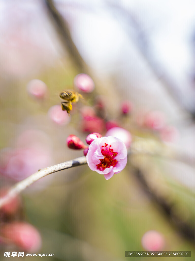 梅花 蜜蜂