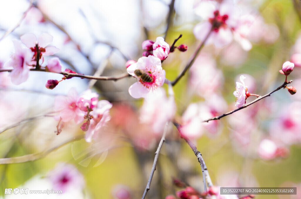 梅花