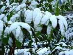 冬天树叶上的雪