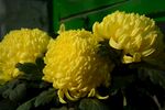黄菊花