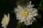 白菊花