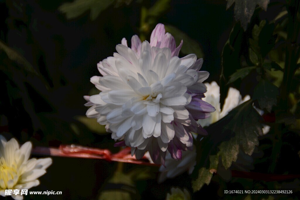 白菊花